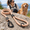 Carolina Blooms-4 Feet, variant on Explorer Leash - Climbing Rope With Autolocking Aviation Aluminum Carabiner York Afterlight 4ft