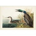 thumbnail image 2 of Audubon, John James 14x11 White Modern Wood Framed Museum Art Print Titled - Pl 306 Great Northern Diver or Loon, 2 of 4