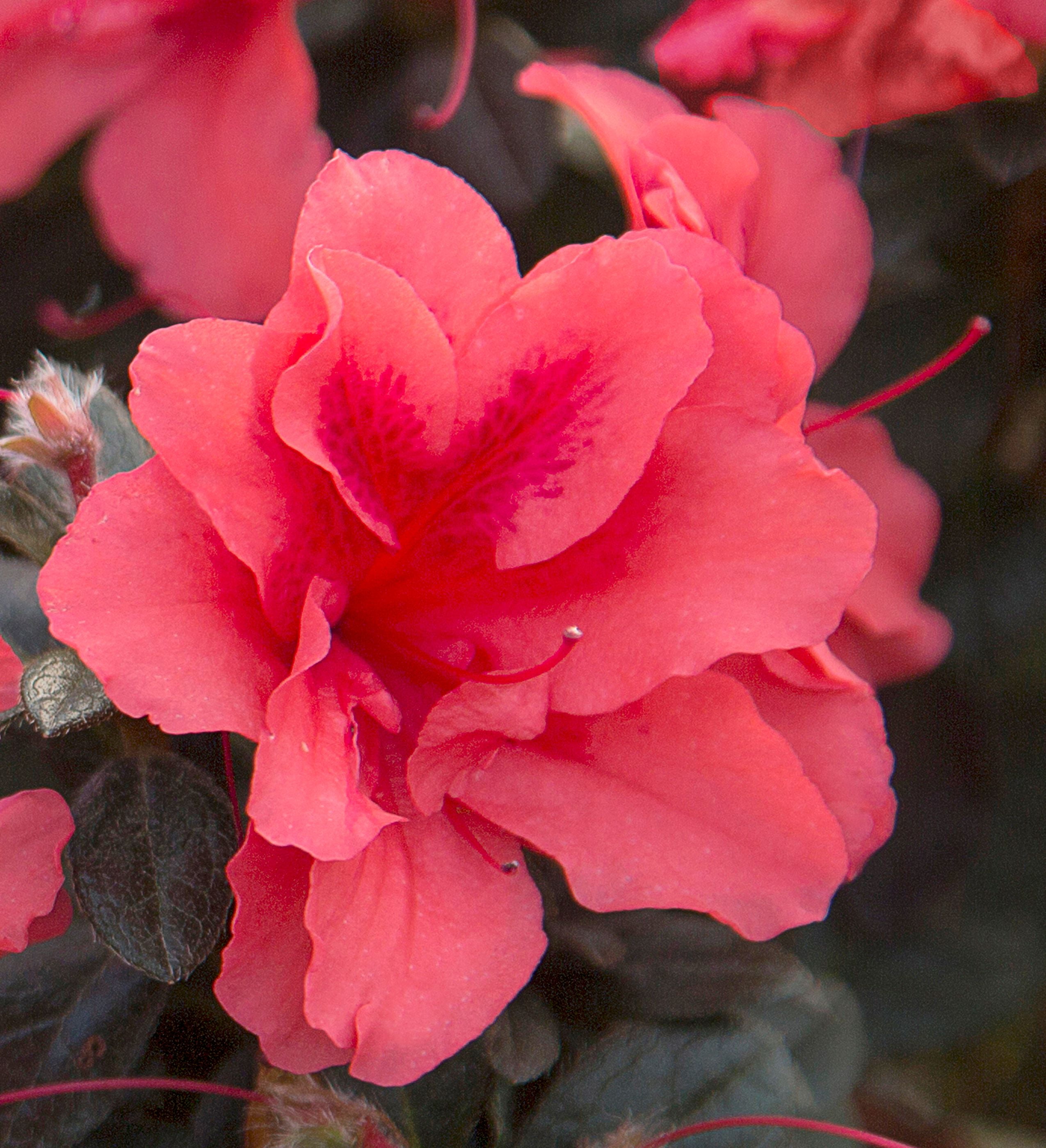 Encore Azalea Autumn Princess (3 Gallon) Salmon Pink Flowering Shrub - Full Sun Live Outdoor Plant