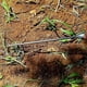 thumbnail image 4 of Multifunctional Manual Weeding Tool Household Planting Supplies for Garden Yard, 4 of 5