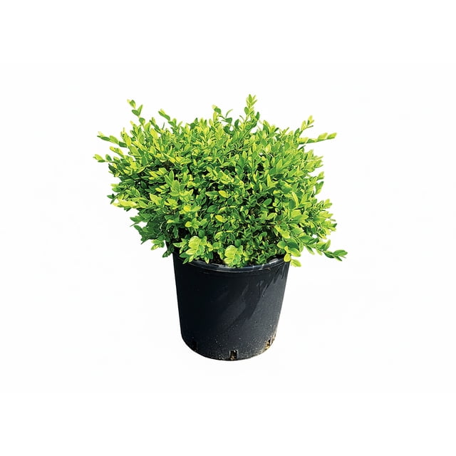 2 Gallon Boxwood Plant | Rainbow Greenhouses| Light Needs - Full Sun | Oval Shaped | Dense Foliage | Low Maintenance | Outdoor Live Plant for Home Garden