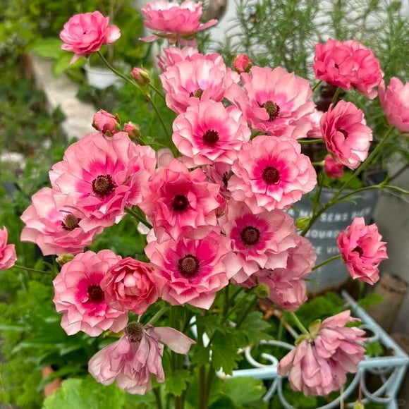HJADGG Bulbes de Renoncules Papillon Racines Nues de Renoncule pour la Plantation Canada, Fleur Vivace de Renoncule Asiatique, Double Racines Nues de Renoncule pour Fleurs Coupées Jardin Intérieur Extérieur (30, Hera)