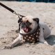thumbnail image 4 of unbranded Pet Collar Bell De Metal Plata Con Delicado Para Y Accesorios De Mascotas, 4 of 8