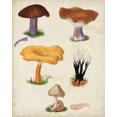 thumbnail image 2 of Vision Studio 26x32 White Modern Wood Framed Museum Art Print Titled - Mushroom Species VII, 2 of 4