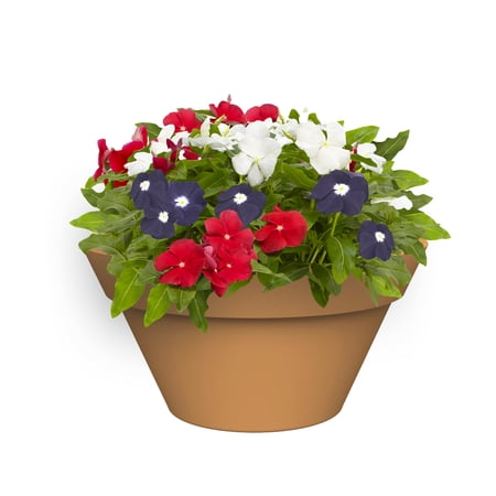 Expert Gardener 1.25G Red White Blue Vinca Combination Live Plant Decorative Pot