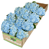 12 Farm-Fresh Blue Hydrangea by Arabella Bouquets (Fresh-Cut Flowers, Blue)