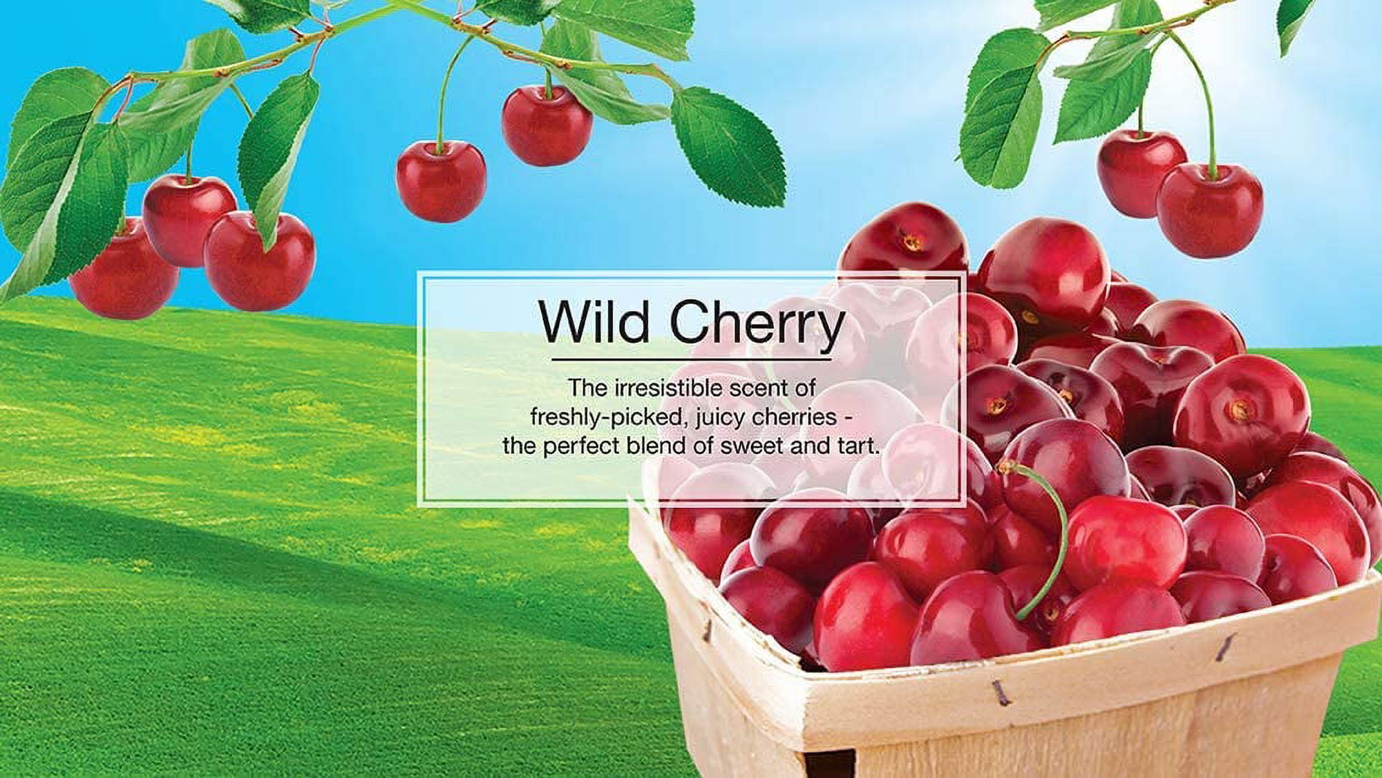 LITTLE TREES Air Fresheners Car Air Freshener. Hanging Tree Provides Long Lasting Scent for Auto or Home. Wild Cherry, 24 Air Fresheners