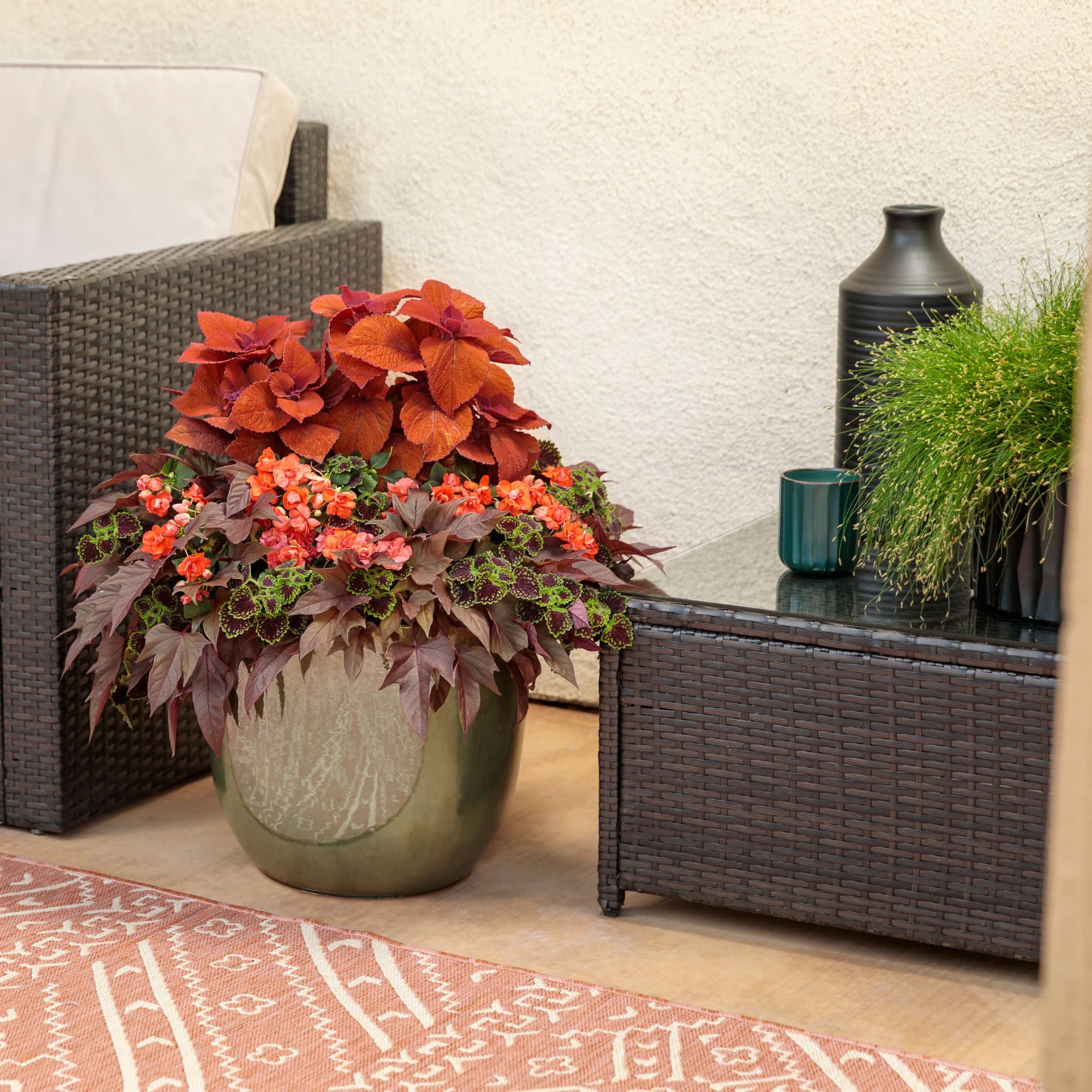 Proven Winners 4" Multicolor ColorBlaze Chocolate Drop Coleus Live Plant in 4.25" Pot (4 Count)