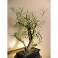 thumbnail image 6 of Live Dwarf White Willow Bonsai Tree - Fast Growing, Indoor/Outdoor Bonsai Material, 6 of 6