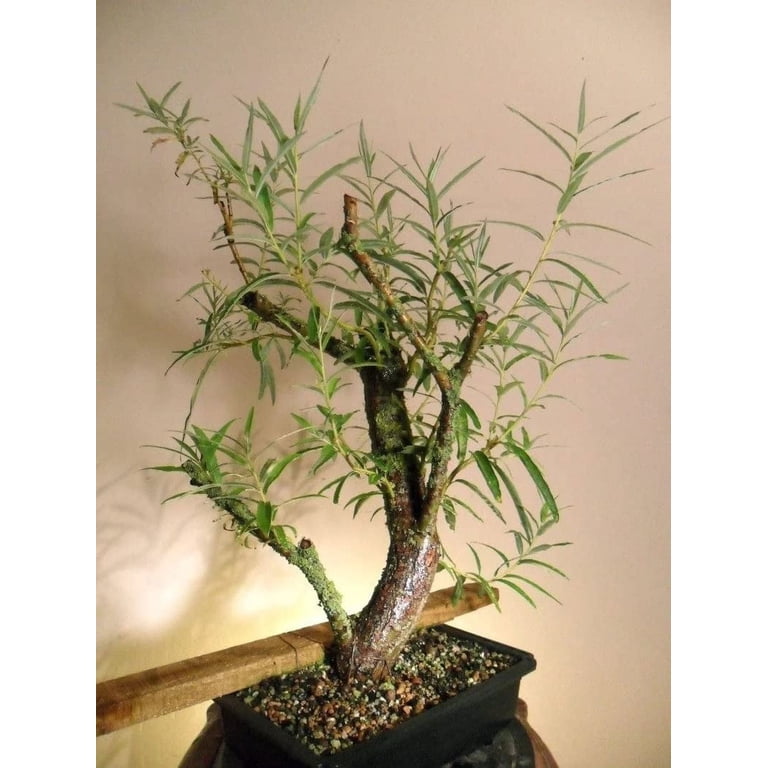 Live Dwarf White Willow Bonsai Tree - Fast Growing, Indoor/Outdoor Bonsai Material