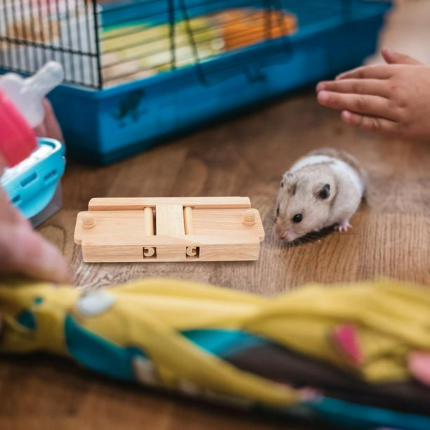 Hamster hiding food hotsell