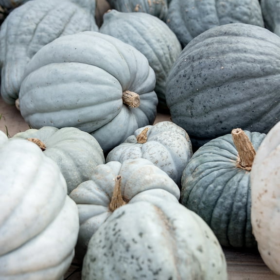 Squash Seeds - Winter - Queensland Blue - 1 Oz ~170 Seeds - Cucurbita maxima - Farm & Garden Vegetable Seeds - Non-GMO, Heirloom, Open Pollinated, Annual