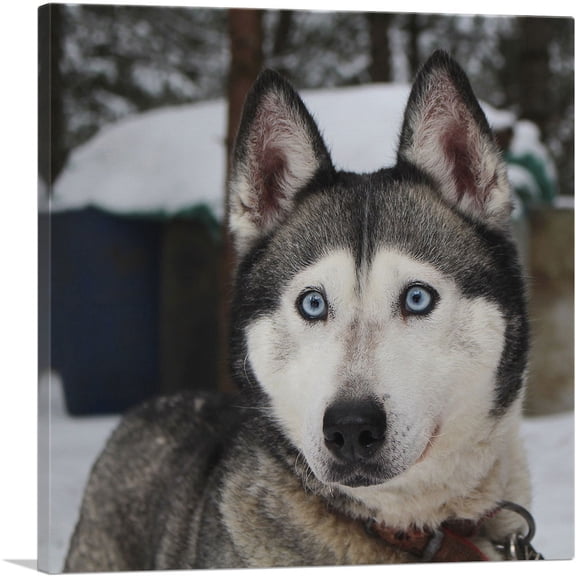 ARTCANVAS Siberian Husky Home decor Canvas Art Print - Size: 18" x 18" (0.75" Deep)