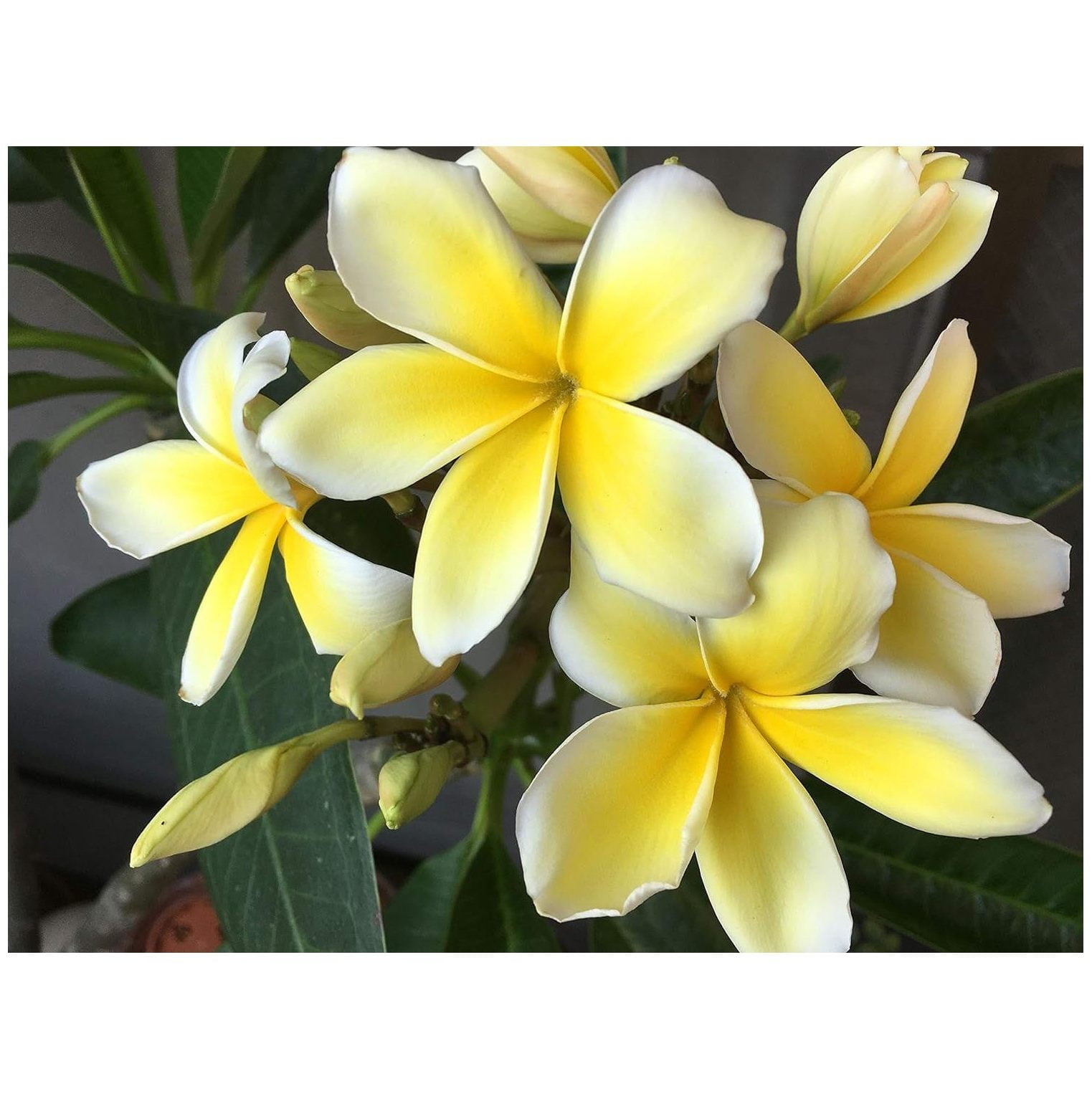 BULYAXIA Plumeria Plant 10 in Yellow Frangipani Plumeria Live Plants, Fragrant