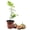 1 Plant, variant on Fig Tree - Live Plant in a 4 Inch Pot - Ficus Carica - Edible Fruit Tree for The Patio and Garden