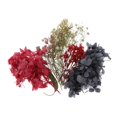 thumbnail image 1 of Flores secas das reales hojas multicolor de teléfono de jabón sol Zulema  flores de hojas secas naturales, 1 of 7