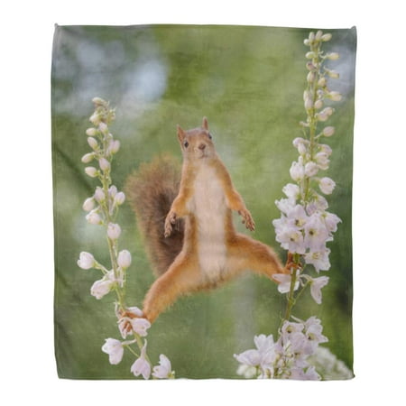 LADDKE Throw Blanket Warm Cozy Print Flannel Red Squirrel Between Delphinium Perennial Flower in Split Looking at The Camera Comfortable Soft for Bed Sofa and Couch 58x80