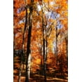 thumbnail image 2 of Hausenflock, Alan 23x32 Black Ornate Wood Framed with Double Matting Museum Art Print Titled - Autumn Cathedral I, 2 of 4