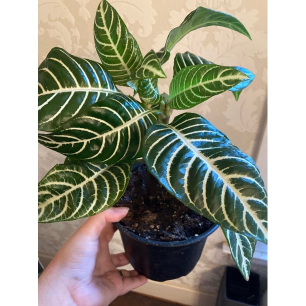 Wekiva Foliage Zebra Plant Live Plant In A 6 Inch Pot Aphelandra Squarrosa Snow White Beautiful Easy Care Indoor Plant Walmart Com