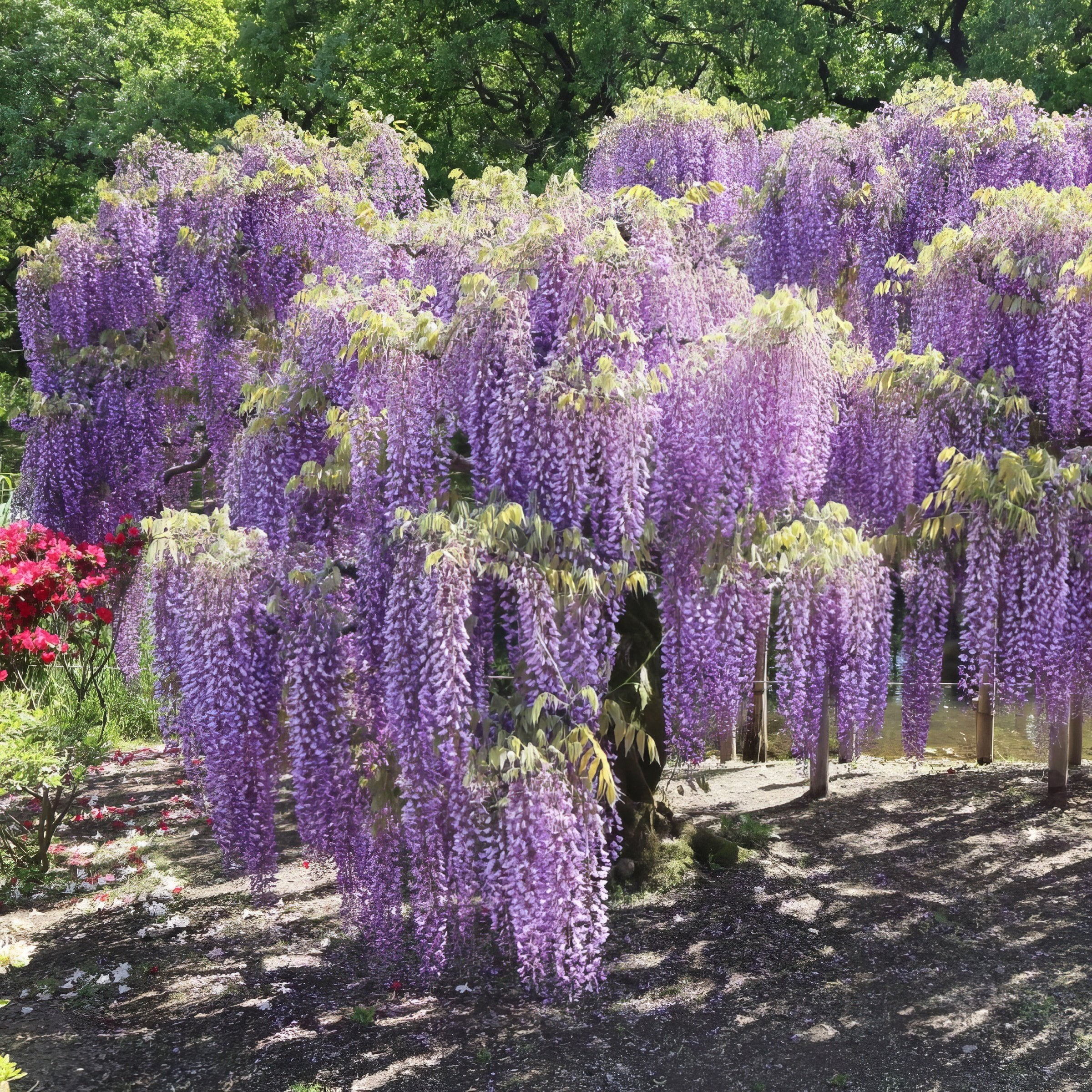 National Plant Network 3 gal. Wisteria Amethyst Falls Perennial Plant