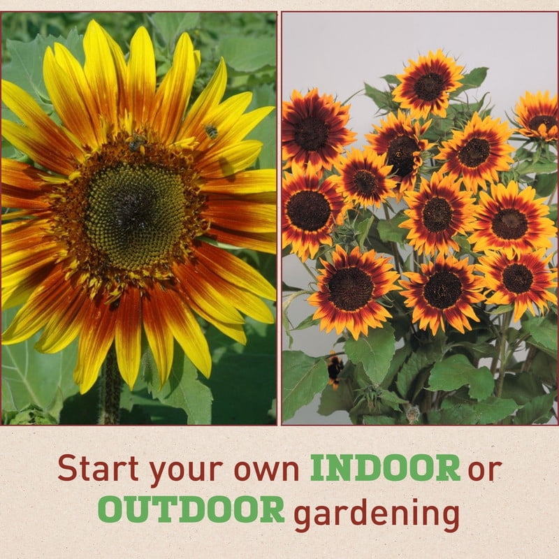 Harris Seeds Sunflower Ring of Fire, Non-GMO Bicolor Garden & Cut Flower Variety, 1,000 Count
