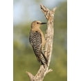 thumbnail image 2 of Kaveney, Wendy 17x24 Gold Ornate Wood Framed with Double Matting Museum Art Print Titled - AZ, Amado Gila woodpecker on dead tree trunk, 2 of 4