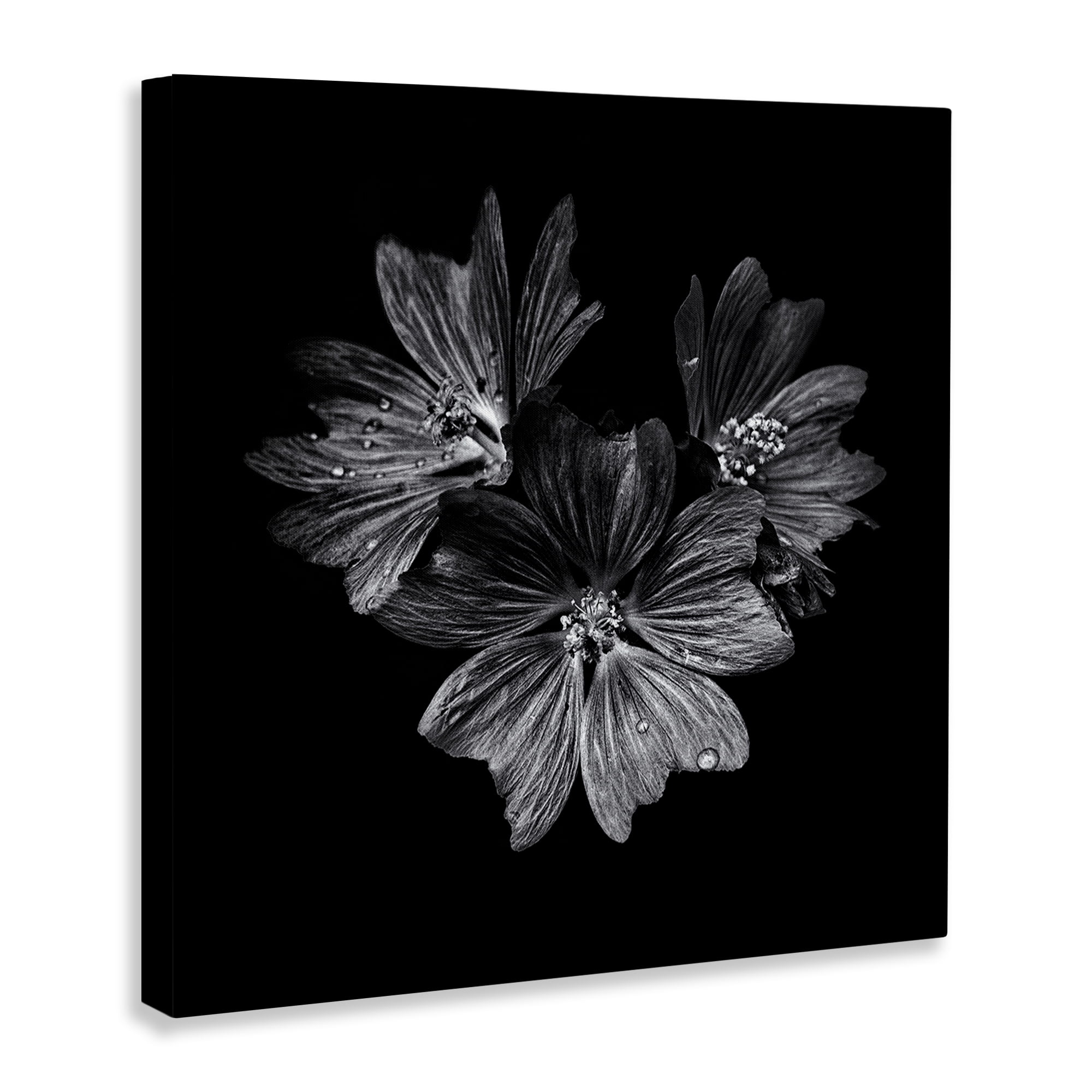 Stupell Industries Blossom Trio on Black Plants & Flowers Photography Wrapped Canvas Art Print Wall Art, 17 x 17