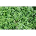 thumbnail image 3 of 100 Graines de Thym Rampant Walk On Me Serpyllum Herb Flower, 3 of 4