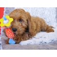 thumbnail image 3 of LITTLE NIPPERS LAUGHY LAMB Toy Toy gifts suitable for dog bites, 3 of 5