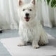 thumbnail image 5 of New ice doudou pet ice pad summer radiating pad breathable pad pet supplies, Washable Ice Silk Pet Self Cooling Pad Mat for Dogs Cats Pet Supplies, 5 of 9