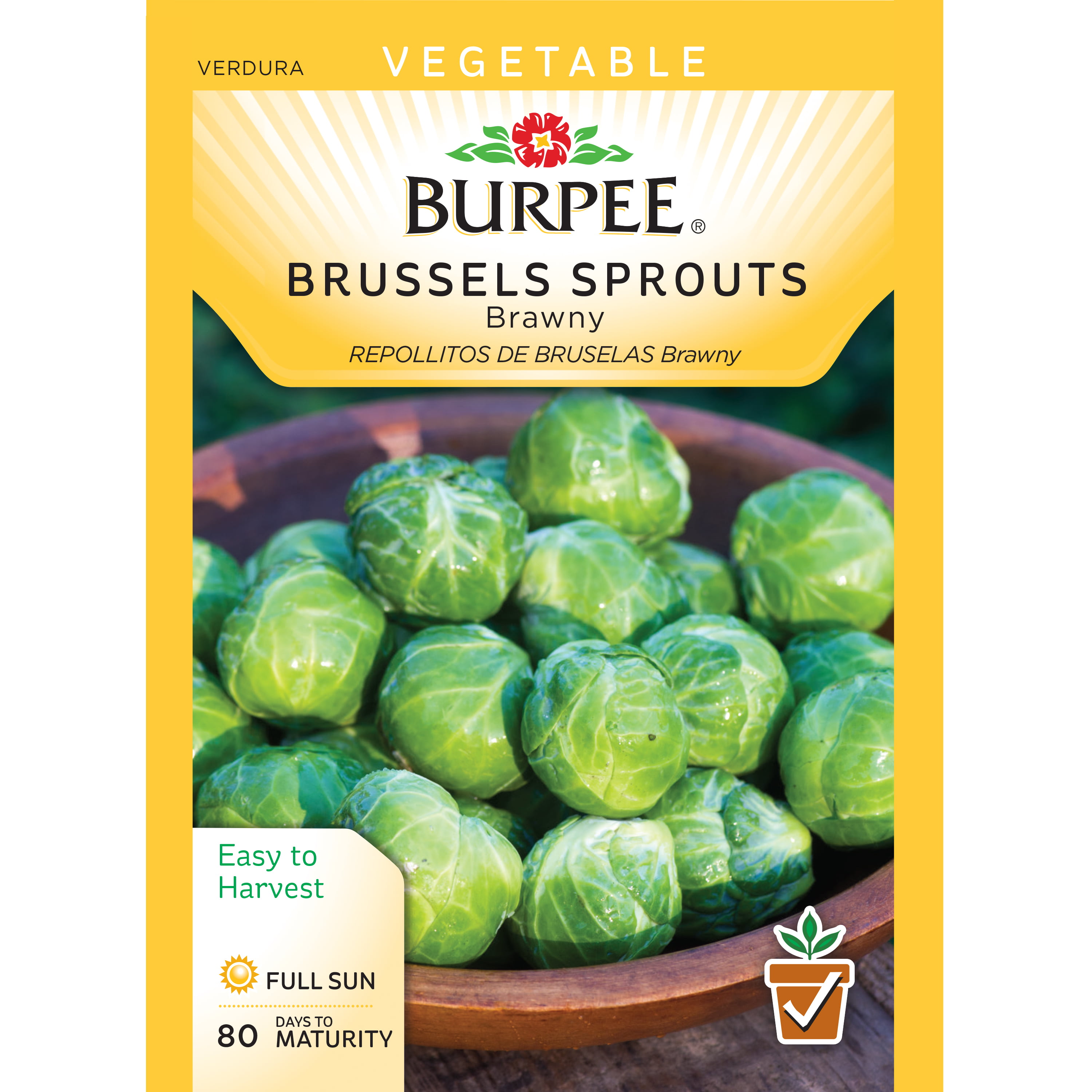 Long Island Brussels Sprouts Seeds 250 SEEDS SAME DAY SHIPPING 