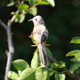 thumbnail image 4 of DOLITY Artificial Feathered Decorative Birds for Wedding Garden Tree Decorations - Grey Grey Bird, 4 of 6