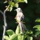 thumbnail image 4 of Adornos de aves artificiales con plumas para árbol de Navidad Pájaro gris, 4 of 6
