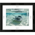 thumbnail image 3 of Southern Stingrays Swimming at Stingray City, Animals Framed Art Print Wall Art by Paul Souders Sold by Art.Com, 3 of 6