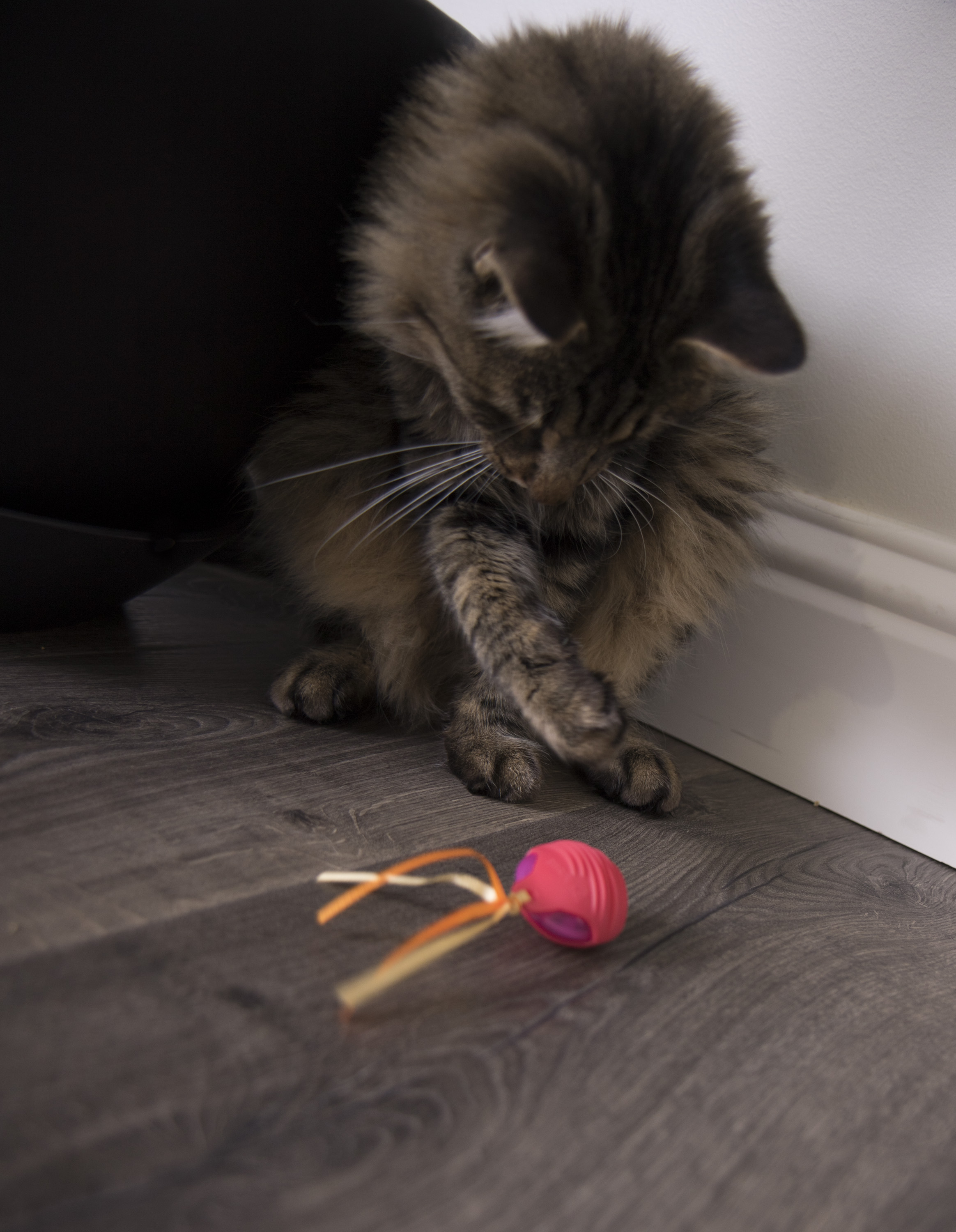 SmartyKat Crazy Cruiser Rumble Bug Electronic Motion Cat Toy