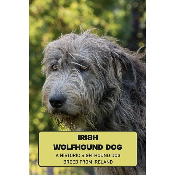 Irish Wolfhound Dog: A Historic Sighthound Dog Breed from Ireland: How Well You Know ABout Irish Wolfhound Dog?, (Paperback)