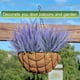 thumbnail image 5 of Xiao Hua 12 manojos de flores artificiales de lavanda de plástico sintético morado (morado grisáceo), 5 of 5