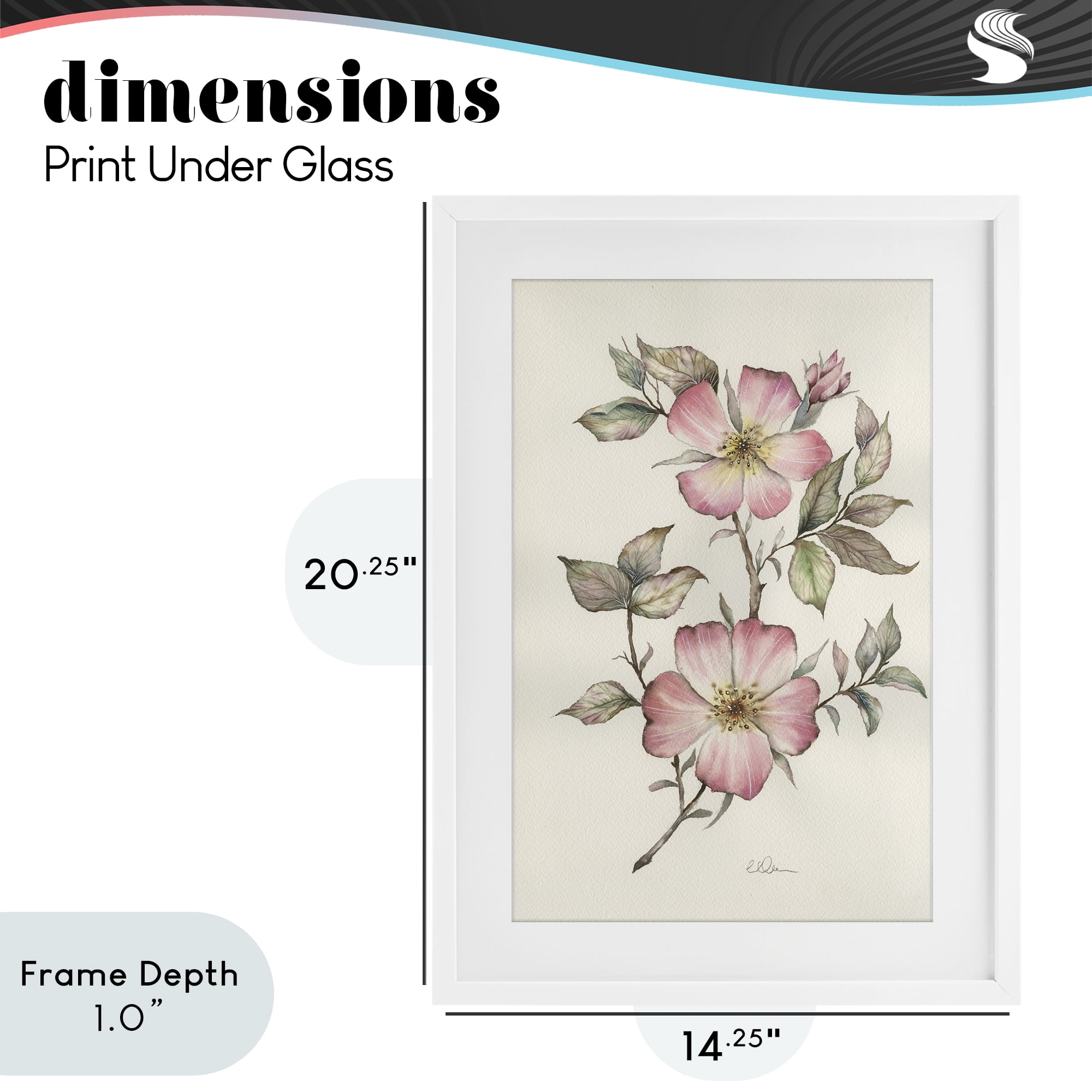 Stupell Industries Two Flowers Natural Study White Framed Print Under Glass, design by Cady Driver