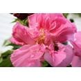 thumbnail image 4 of Cotton Rose -20 Seeds -Hibiscus mutabilis- Pink Flower Tree -Bright Double Flowers -Deck Garden Container Plant-Rosemallow, 4 of 7