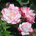thumbnail image 3 of Heirloom Roses Live Plant - Candy Cane Cocktail™ Floribunda Pink Flowers - White Rose Plant, 3 of 6