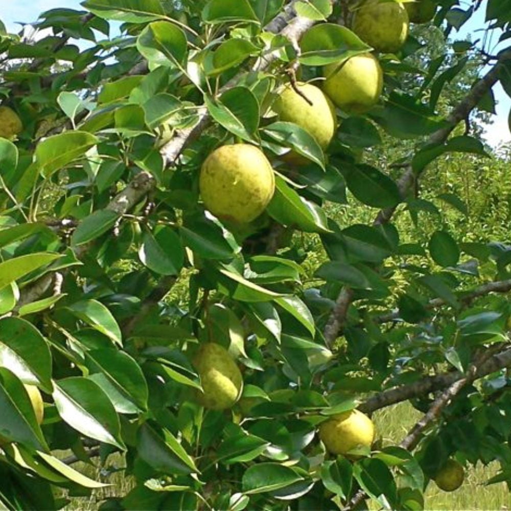 Expert Gardener 3-4 ft tall Hood European Pear Live Tree in 7-Gallon Grower Pot