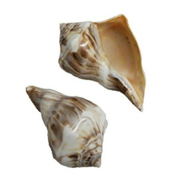 U.S. Shell 08022 Polished Whelk, Orange - 2 Piece