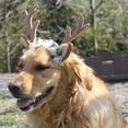 thumbnail image 3 of KYAIGUO Christmas Reindeer Dog Hair Accessories, Puppy Christmas Antler Headdress, Holiday Pet Costume Accessories, 3 of 10