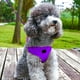 thumbnail image 1 of Arnés para perros pequeños con acolchado ajustable de malla tipo sándwich para paseos seguros y cómodos, con correa para el pecho y la espalda para razas medianas. Suministros para mascotas, 1 of 7