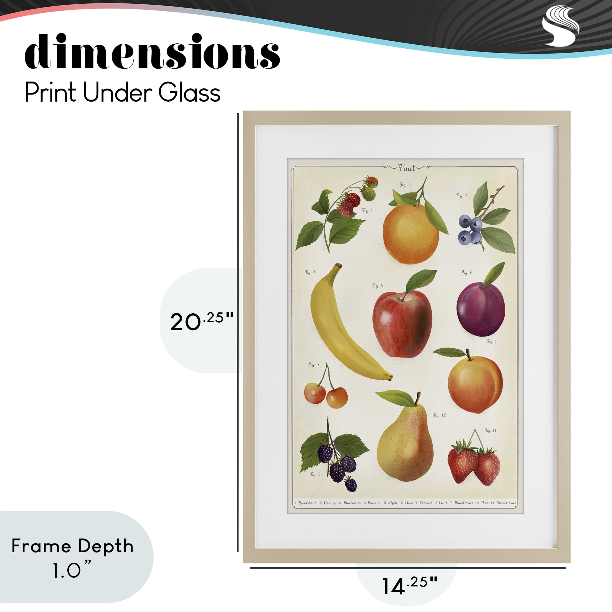 Stupell Industries Fruit Collection Studies Birch Framed Print Under Glass, design by Diane Neukirch