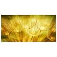 thumbnail image 2 of Soft Yellow Dandelion Flowers - Floral Photography Art, 2 of 3