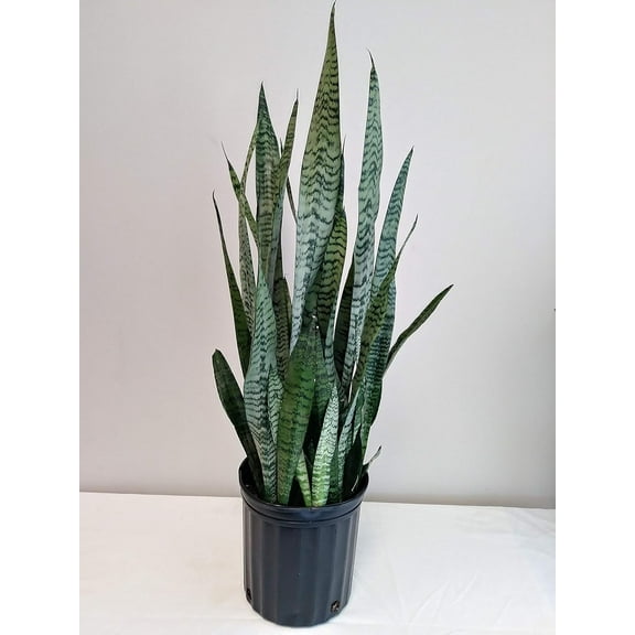6" Sanseviera