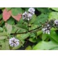 thumbnail image 2 of 250 PEPPERMINT MINT Mentha Piperita Herb Flower Seeds, 2 of 3