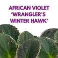 thumbnail image 2 of Harmony Foliage African Violet Wrangler's Winter Hawk Variegated 4 inch Purple Flower, 2 of 9