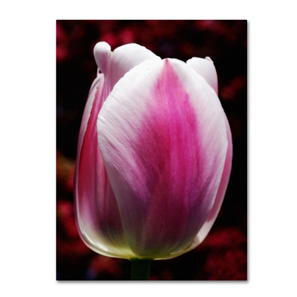 Trademark Fine Art "Perfect Pink and White Tulip" Canvas Wall Art by Kurt Shaffer